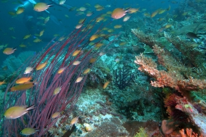 Chromis scotochiloptera, Pseudanthias huchtii, Ellisella sp.