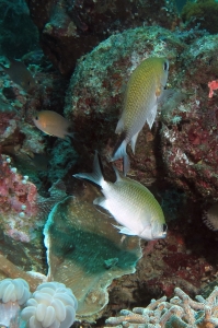 Chromis scotochiloptera