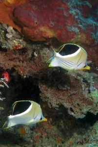 Chaetodon ephippium