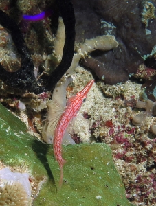 Oxycirrhites typus