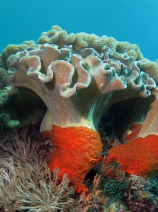 Sarcophyton sp