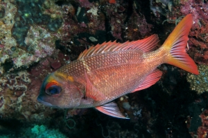 Monotaxis heterodon