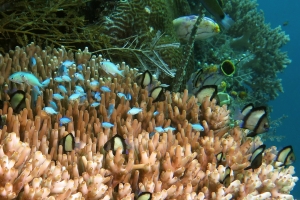 Chromis viridis, Dascyllus reticulatus, Plana Acropora