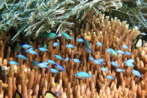 Chromis viridis, Dascyllus reticulatus, Plana Acropora