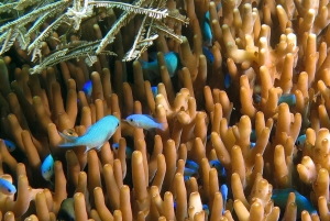 Chromis viridis, Dascyllus reticulatus, Plana Acropora