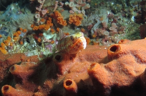 Synodus variegatus, Spirastrella decumbens