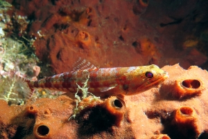 Synodus variegatus, Spirastrella decumbens