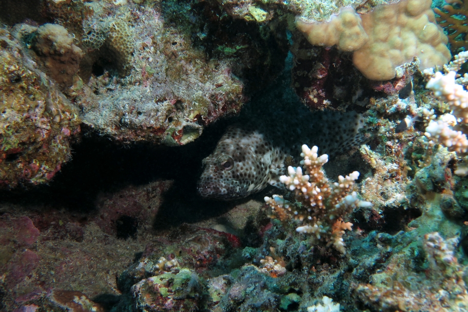 Epinephelus tauvina