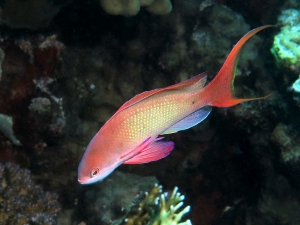 Pseudanthias squamipinnis