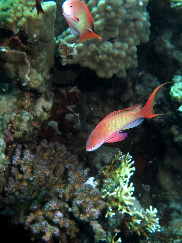 Pseudanthias squamipinnis