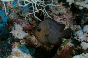 Dascyllus trimaculatus