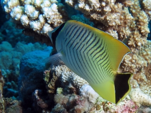 Chaetodon trifascialis