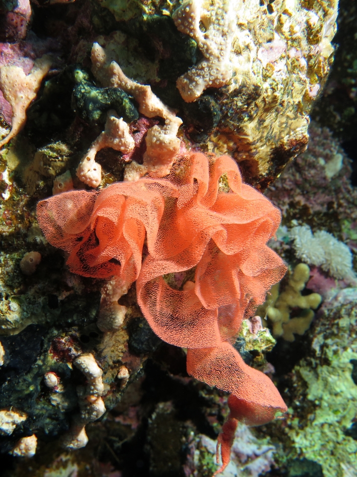 Hexabranchus sanguineus