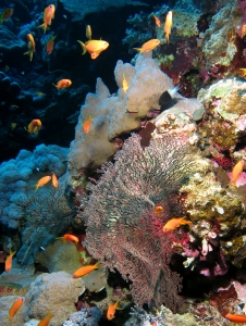 Pseudanthias squamipinnis