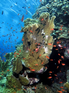 Pseudanthias squamipinnis, Millepora platyphylla