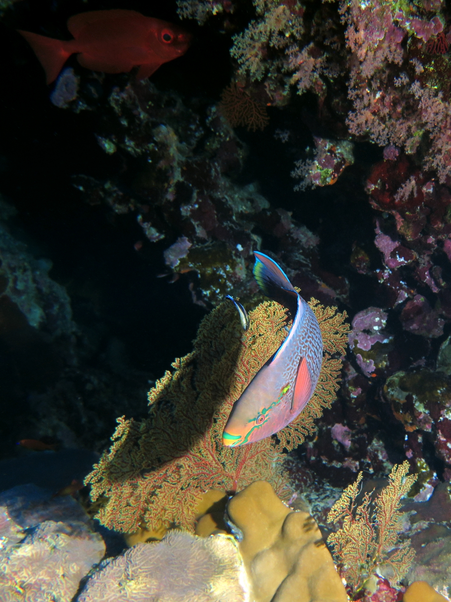 Scarus niger, Labroides dimidiatus