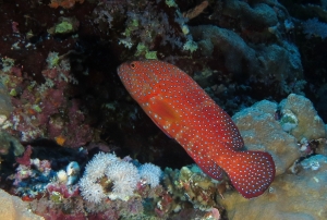 Cephalopholis miniata