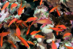 Pseudanthias squamipinnis