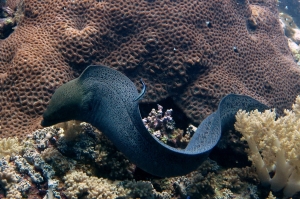 Gymnothorax javanicus, Labroides dimidiatus