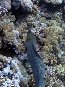 Gymnothorax javanicus