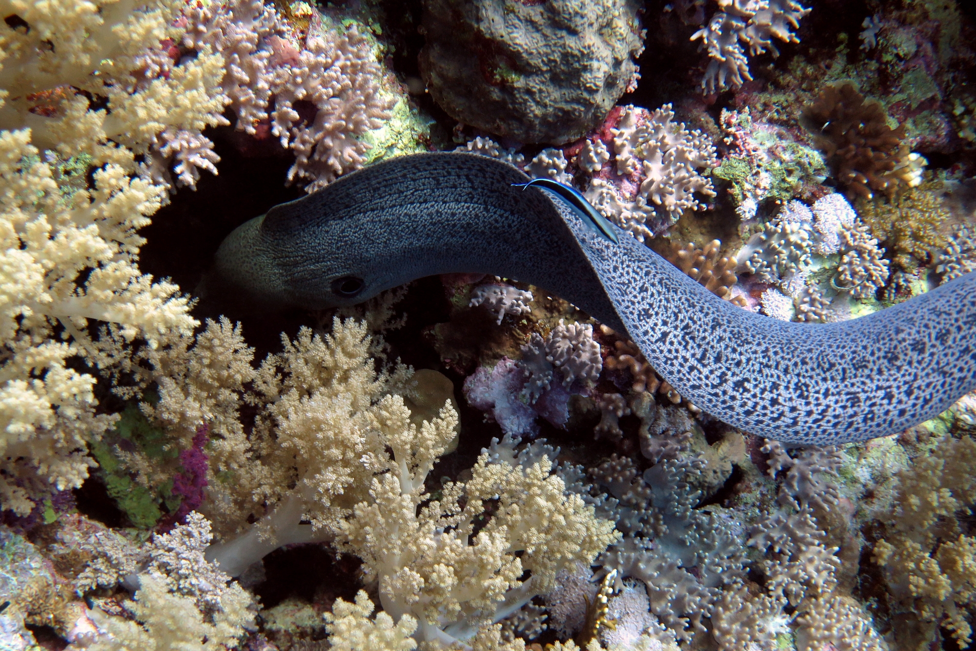 Gymnothorax javanicus, Labroides dimidiatus