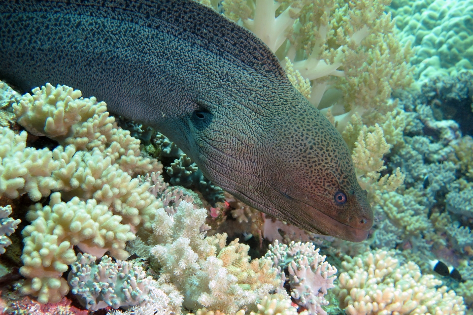 Gymnothorax javanicus