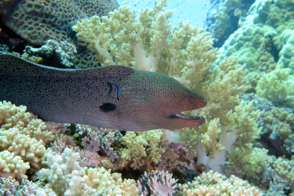 Gymnothorax javanicus, Labroides dimidiatus