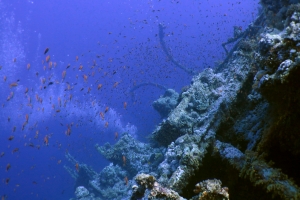 Epave le "Numidia", épave presque à la verticale le long du tombant