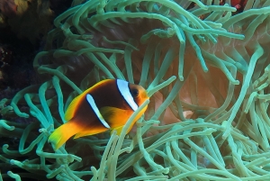 Amphiprion bicinctus, Heteractis crispa