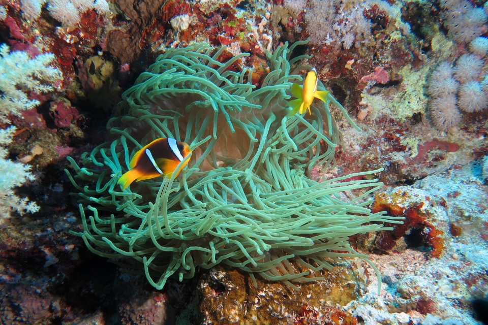 Amphiprion bicinctus, Heteractis crispa