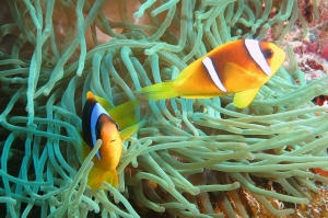 Amphiprion bicinctus, Heteractis crispa