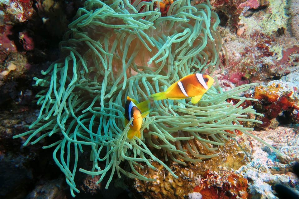 Amphiprion bicinctus, Heteractis crispa