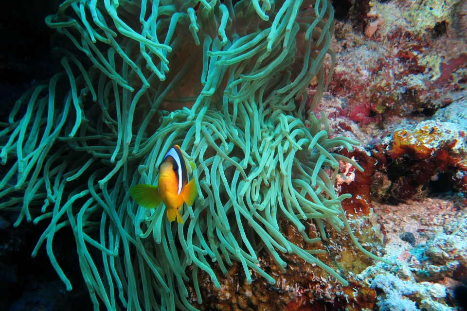 Amphiprion bicinctus, Heteractis crispa