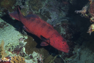 Plectropomus pessuliferus