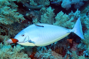 Naso hexacanthus, Bodianus anthioides, Labroides dimidiatus