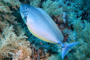 Naso hexacanthus, Labroides dimidiatus