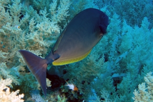 Naso hexacanthus, Bodianus anthioides