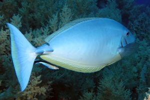 Naso hexacanthus, Labroides dimidiatus