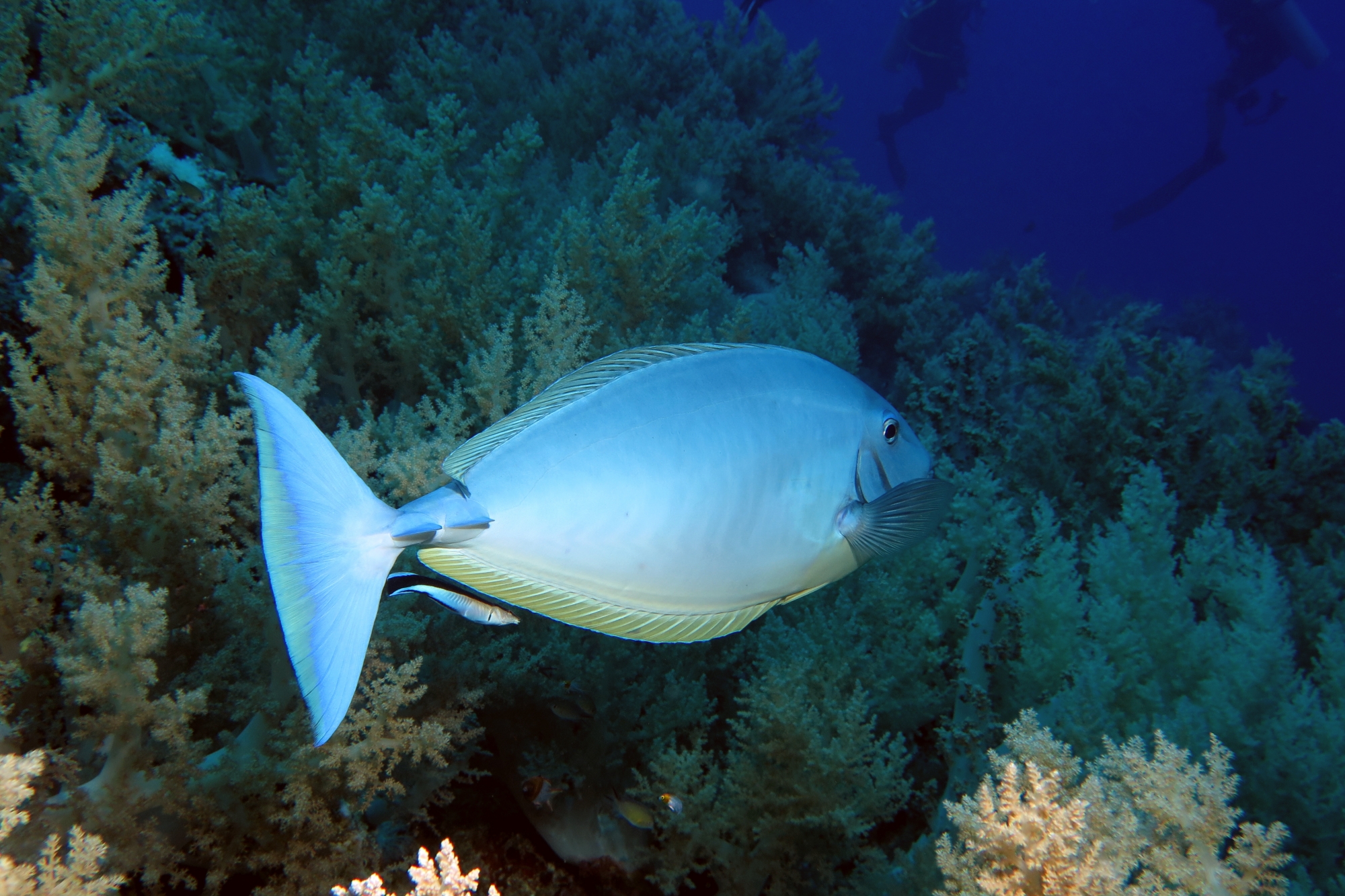 Naso hexacanthus, Labroides dimidiatus