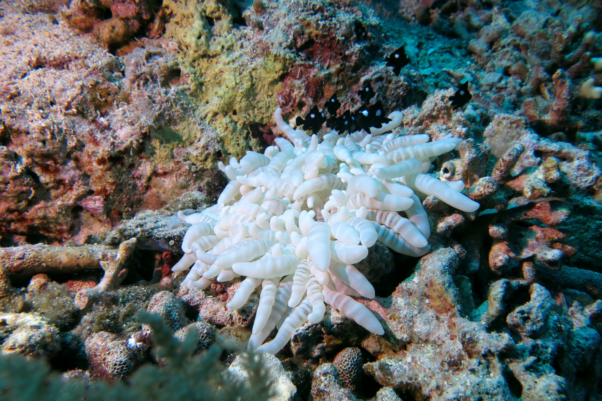 Heteractis aurora, Dascyllus trimaculatus