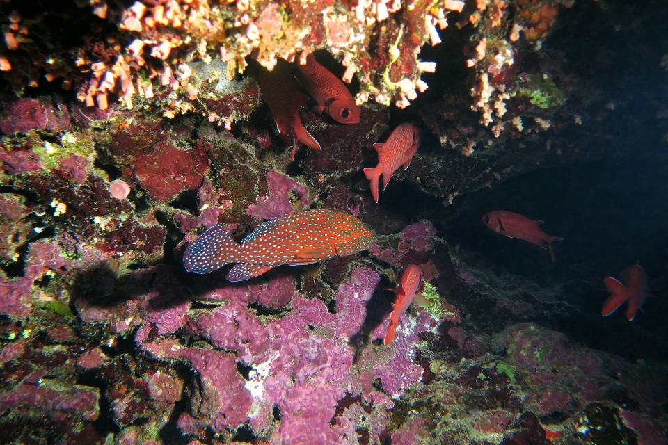 Cephalopholis miniata, Myripristis murdjan