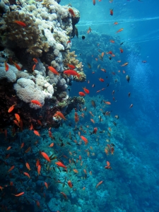 Pseudanthias squamipinnis, Chromis flavaxilla