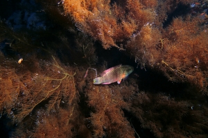 Oxycheilinus digramma, Antipathes sp