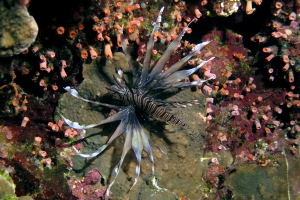 Pterois miles