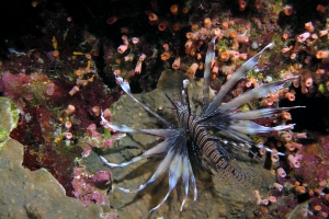 Pterois miles