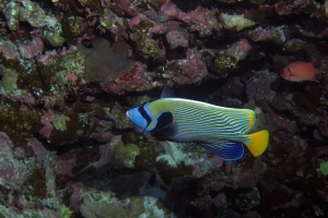 Pomacanthus imperator