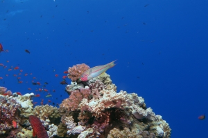 Thalassoma rueppellii