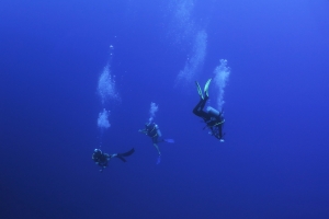 3ème Plongée à la rencontre des requins ou autre pélagique