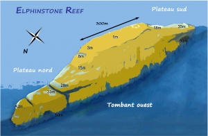 Site de Marsa Alam, spot "Elphinston" Plateau nord - Versant ouest