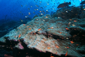 Porites lutea, Pseudanthias squamipinnis